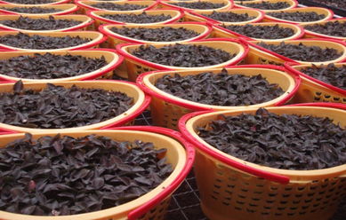 南靖金線蓮 鮮品金草，空運(yùn)直達(dá)，養(yǎng)顏補(bǔ)腎的天然瑰寶